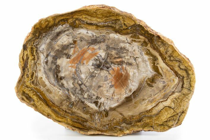 Polished Petrified Wood (Araucaria) Round - Madagascar #341533